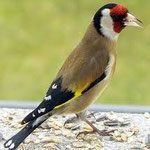 Cardellino Maschio in natura