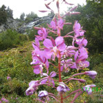 Orchideen in freier Natur