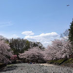 青空と満開の桜でお花見