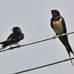 Rauchschwalben (Foto: NABU/ S. Schiedewitz)