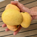 ...free mangoes