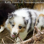 Kitty Hawk of Summergarden