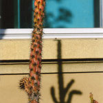 Kaktus - BOGA, Bern - Bestellnummer - 863 - Postkarte
