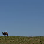 Mongolei - Kamel / Bestellnummer 138 / Postkarte