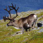Norwegen 1