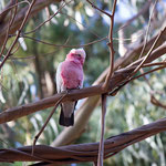 bekannteste Papageienart in Australien...weiss aber nicht mehr wie er heisst