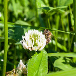 2013-07-06 Rothenhausen - Biene am Weißklee -Jahreszusammenfassung 2013 Bild 74 (PS CS6)