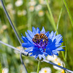 2013-06-18 Rothenhausen - Biene auf Kornblume -Jahreszusammenfassung 2013 Bild 73 (PS CS6)