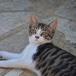 Pistou le chat de la maison