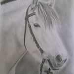 A4 Pferdeportrait 