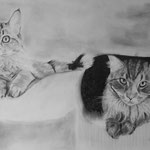 A3 Katzencollage