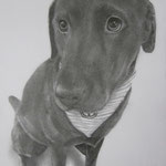 A4 Hundeportrait