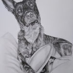A4 Hundeportrait