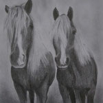 A5 Pferdeportrait
