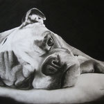 A2 Hundeportrait