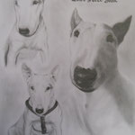 A3 Hundecollage
