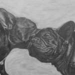 A3 Hundeportrait