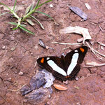 Schmetterling ♥ - Butterfly ♥ - Mariposa ♥ - vlinder ♥ 