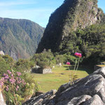 Auch Blumen wachsen am Machu Picchu!