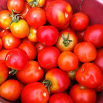 Eine ganz normale Ernte zur Zeit: Tomaten,