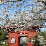 華蔵院の桜の写真です