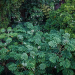 Il giardino dall'alto