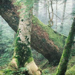 苔に覆われた木々 撮影者　：　Ｓ５６年卒　Ｎ．Ｍ． 撮影日　：　２００６年　８月１６日 コメント　： 　苔に覆われた木々を見ていると気分が安らぐ。