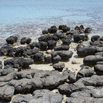 Stromatoliten