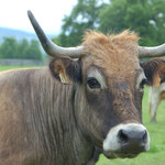 Viandes d'Aubrac et Charolaise au Gaec Etang de Corée (42) 