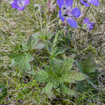 Waldstorchenschnabel