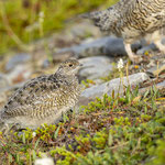 Alpenschneehuhn Küken