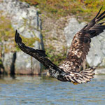 Seeadler im Flug
