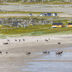 Rentiere am Strand