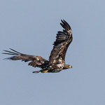 Seeadler im Flug