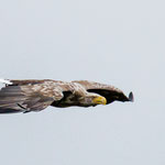 Seeadler