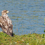 Seeadler 