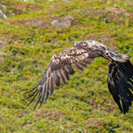 Seeadler im Flug