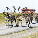 Rentiere haben Vorrang