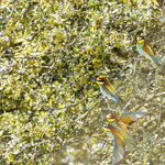 Bienenfresser