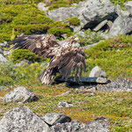Seeadler im Flug