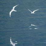 Flussseeschwalben mit Spiegelung