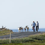 Rentiere immer und überall