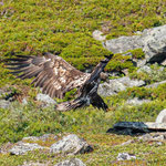 Seeadler im Flug