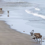 Rentiere am Strand