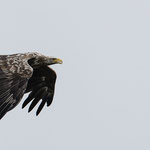 Seeadler