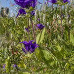 Knäuel Glockenblume