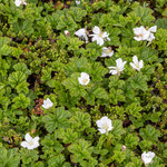 Die Pflanze der Moltebeere - Rubus chamaemorus 