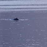 Ein Wal im Hopsfjord