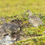 Alpenschneehuhn Küken