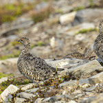 Alpenschneehuhn Küken